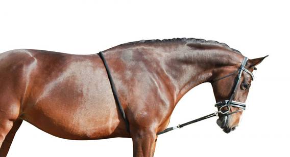 Un cheval longé avec la longe positionnée en gourmette